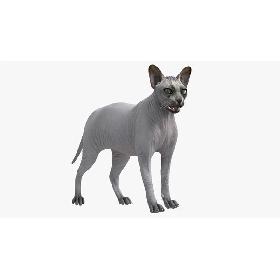Sphynx Cat Solid Color Black Rigged 3D